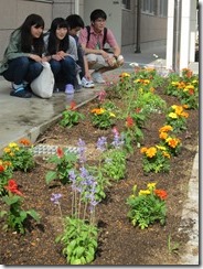 介護福祉学科花壇づくり②